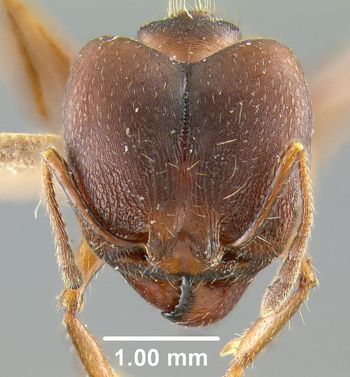 Media type: image;   Entomology 20679 Aspect: head frontal view